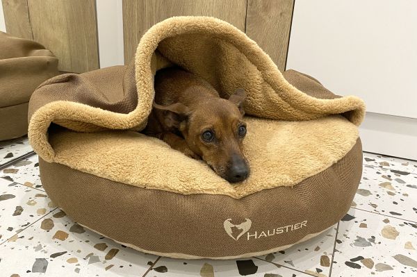Лежак для Собак та Котів Lounge Honey з капюшоном