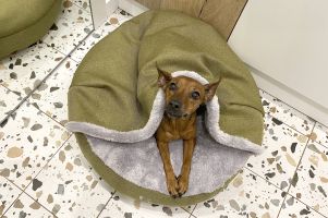 Лежак для Собак та Котів Lounge Olive з капюшоном