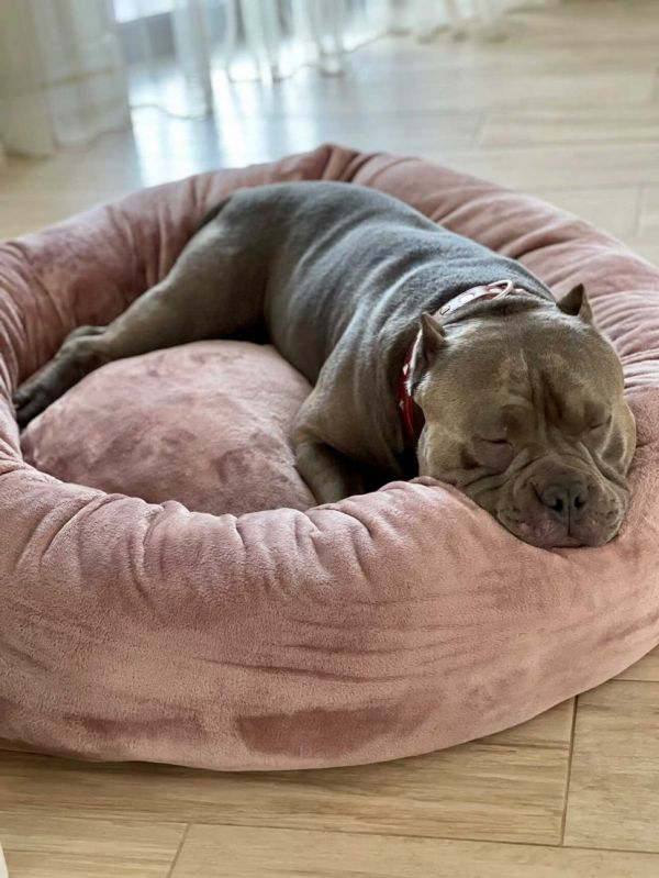 Pet Bagel Bed Caramel