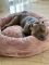 Pet Bagel Bed Caramel