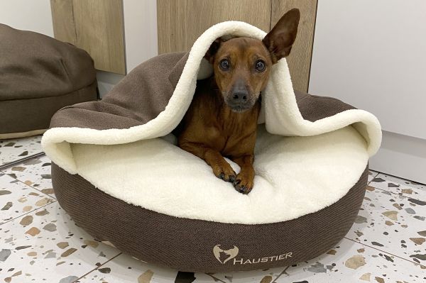 Лежак для Собак та Котів Lounge Brown з капюшоном