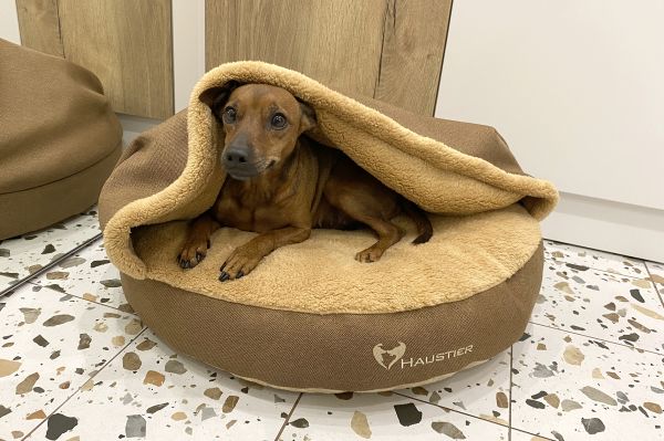 Лежак для Собак та Котів Lounge Honey з капюшоном