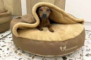 Лежак для Собак та Котів Lounge Honey з капюшоном