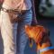 Dog treat bag Gold Sand
