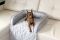 Лежак для Собак та Котів на диван Sofa Bed Silver велюр