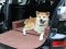 Dog bed for car Elegant Chocolate Waterproof