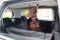 Dog Car seat cover Elegant Black with door protection