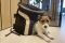 Backpack carrier for dogs and cats Discovery Black