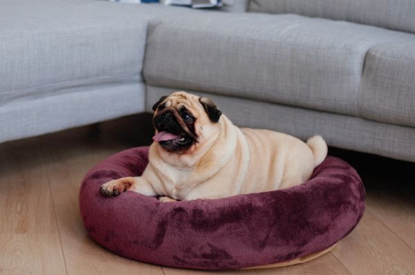 Лежак для Собак та Котів Bublyk Plum