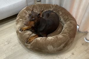 Лежак для Собак та Котів Bublyk Nut