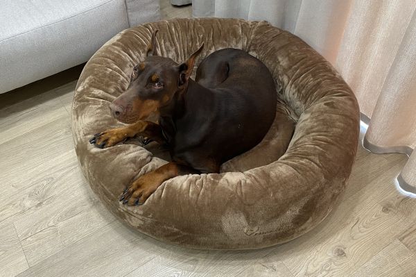 Лежак для Собак та Котів Bublyk Nut