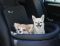Dog car seat Elegant Black