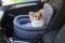 Dog car seat Happy Travel Gray