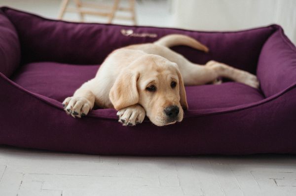 Лежак для Собак та Котів Sweet Dreams Purple рогожка