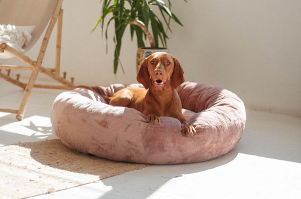 Pet Bagel Bed Caramel