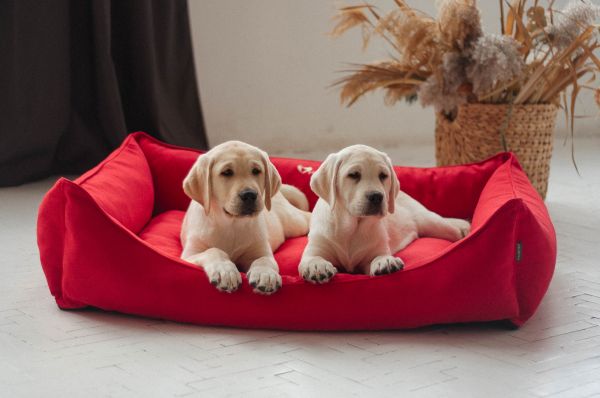 Dog & Cat bed Sweet Dreams Red