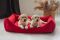 Dog & Cat bed Sweet Dreams Red