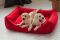 Dog & Cat bed Sweet Dreams Red