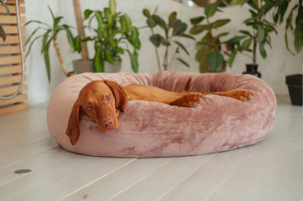 Pet Bagel Bed Caramel