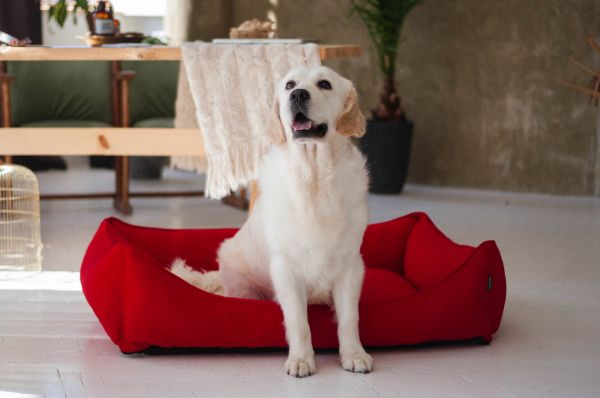Dog & Cat bed Sweet Dreams Red