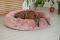 Pet Bagel Bed Caramel