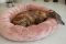 Pet Bagel Bed Caramel