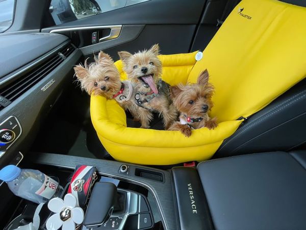 Dog Car Seat Sport Lemon
