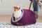 Indoor Cat & Dog Cave house Purple