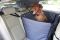 Dog Car seat cover Transformer Happy Travel Gray with door protection