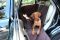 Dog Car seat cover Elegant Brown with door protection