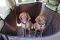 Dog Car seat cover Elegant Brown with door protection