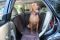 Dog Car seat cover Elegant Brown 1/2 rear seat