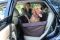 Dog Car seat cover Elegant Brown 1/2 rear seat