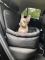 Dog car seat Elegant Black