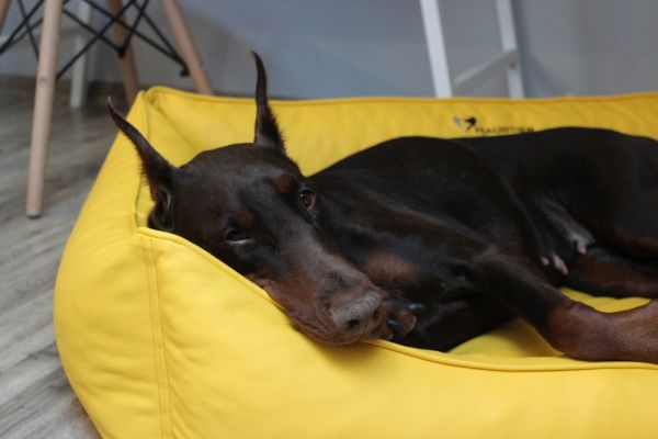 Waterproof Dog bed Sweet Dreams Lemon eco leather