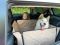 Dog Car seat cover Happy Travel Beige 2/3 of the back seat
