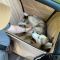 Dog Car seat cover Happy Travel Beige 2/3 of the back seat