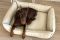 Waterproof Dog bed Sweet Dreams Ivory eco leather