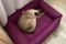 Лежак для Собак та Котів Sweet Dreams Purple рогожка