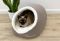 Будиночок для Кота або Собаки Cave Ash