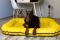 Waterproof dog bed Pontoon Lemon eco leather