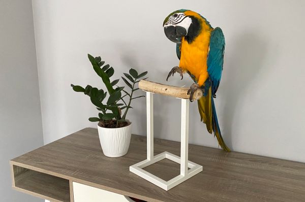 Tabletop parrots stand White Loft