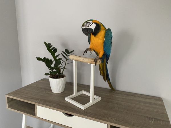 Tabletop parrots stand White Loft