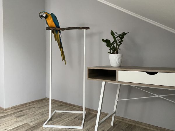 Parrots stand White Loft