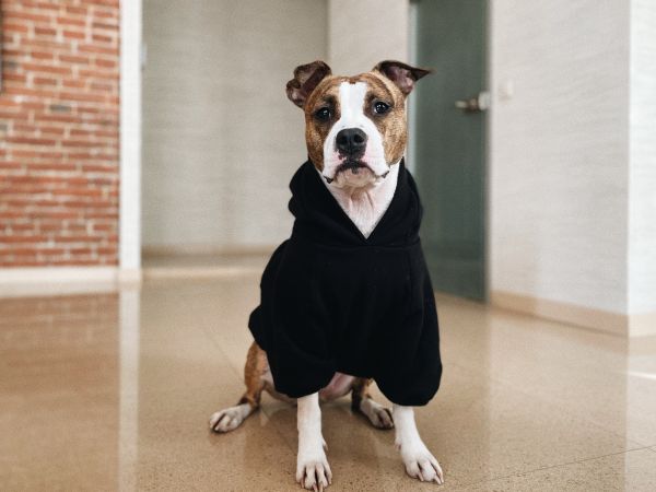 Warm Hoodie For Dogs oversized with a hood Black XS-7XL