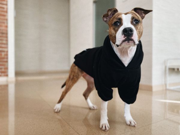 Warm Hoodie For Dogs oversized with a hood Black XS-7XL