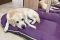 Waterproof dog bed Pontoon Gray&Violet eco leather