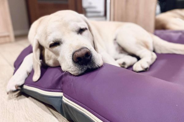 Waterproof dog bed Pontoon Gray&Violet eco leather
