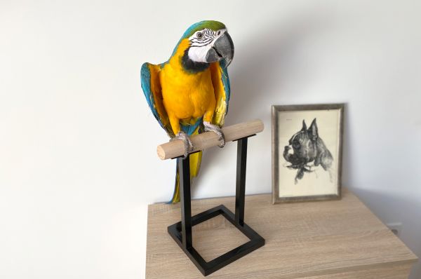 Tabletop parrots stand Black Loft