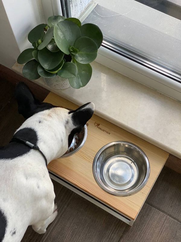 Pet Bowls Stand Loft White Natural Wood